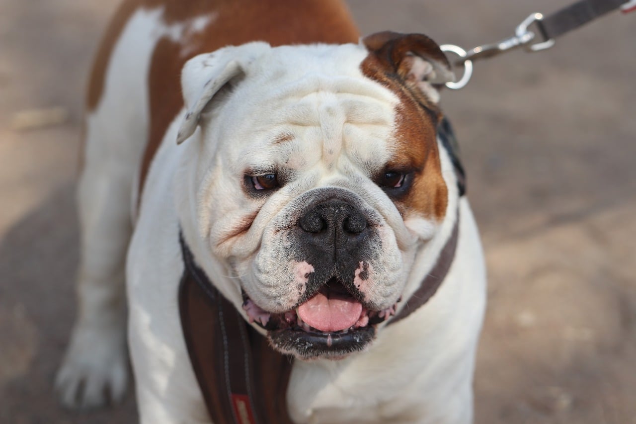 dog, english bulldog, bulldog