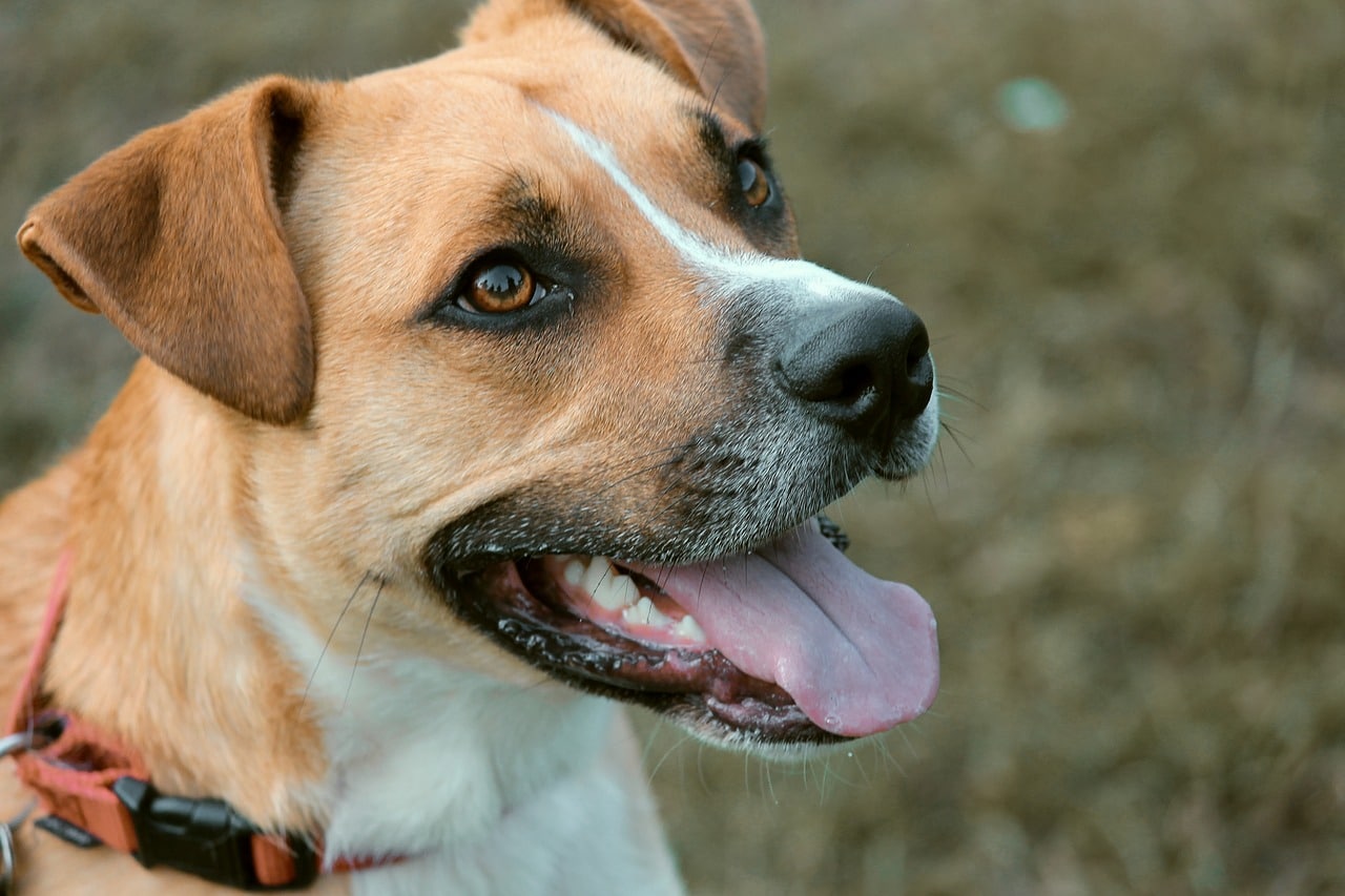 dog, hybrid, male