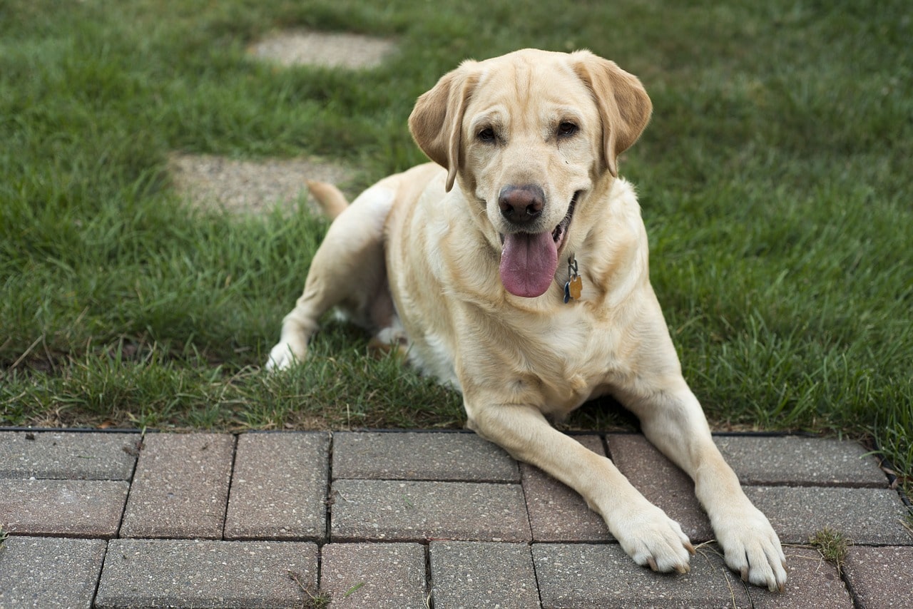 dog, yellow, labrador