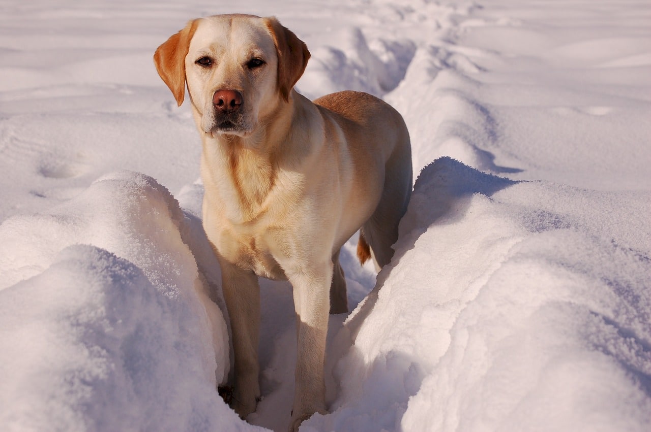 yellow labrador retriever, golden, snow