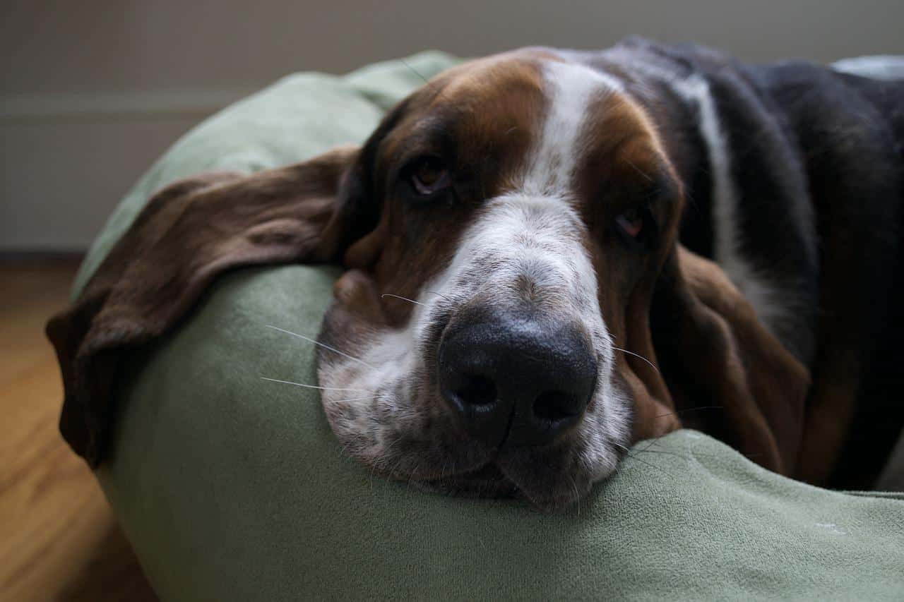 basset hound, dog, rest