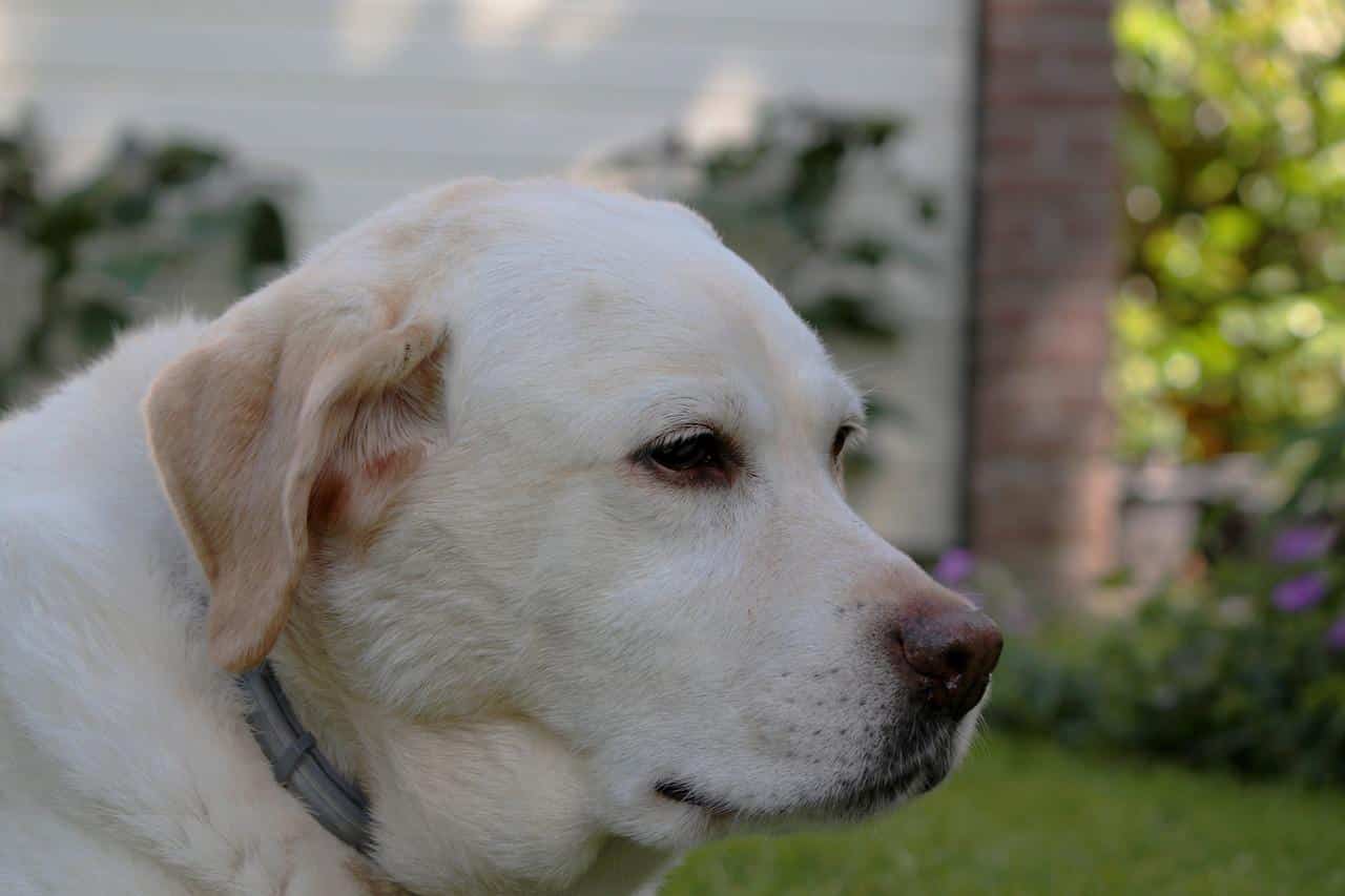 labrador, yellow, retriever