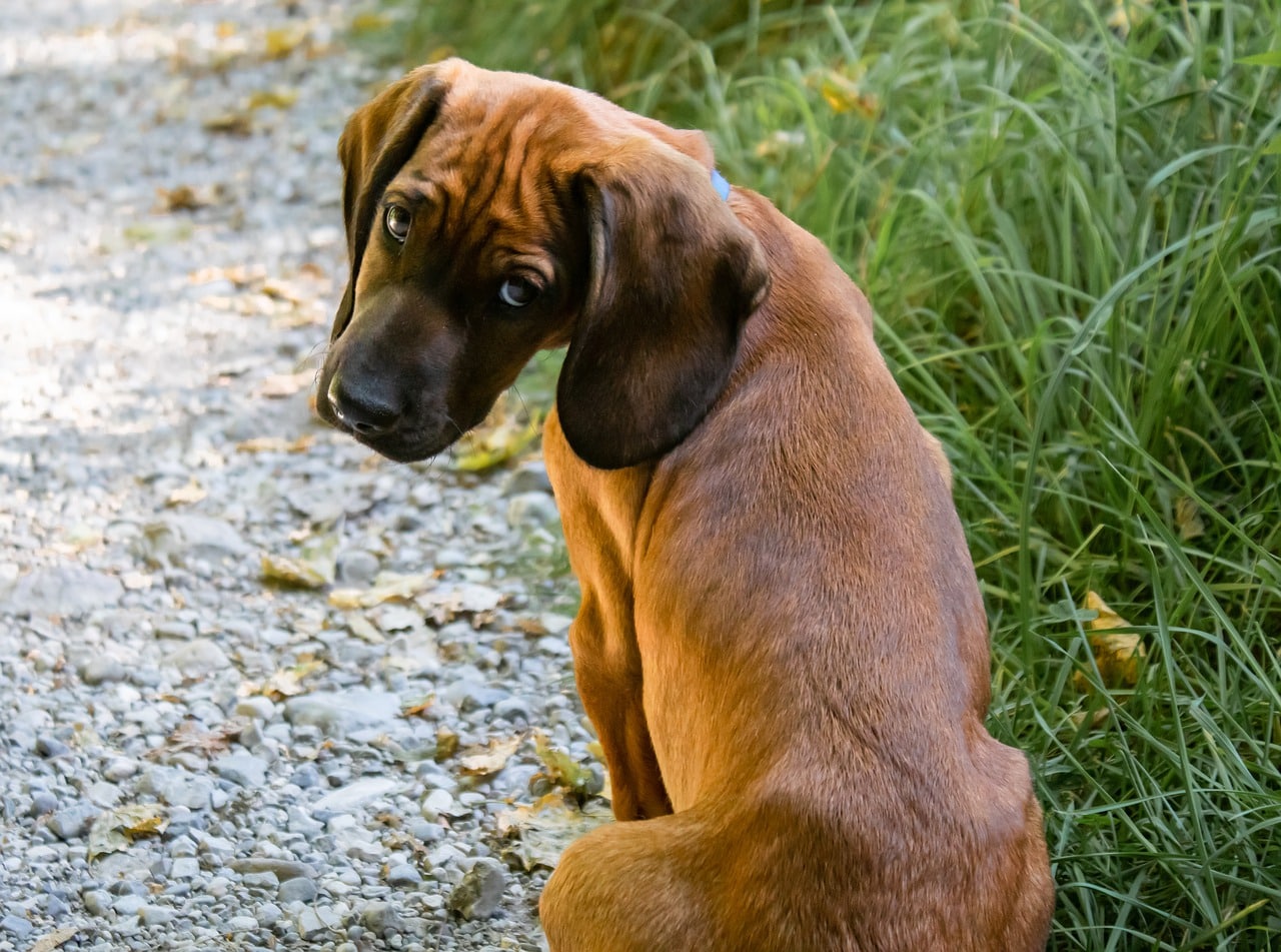 dog, puppy, small