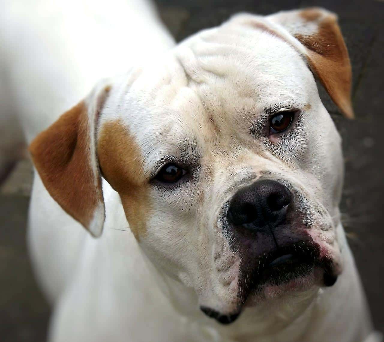 american bulldog, dog, a friend