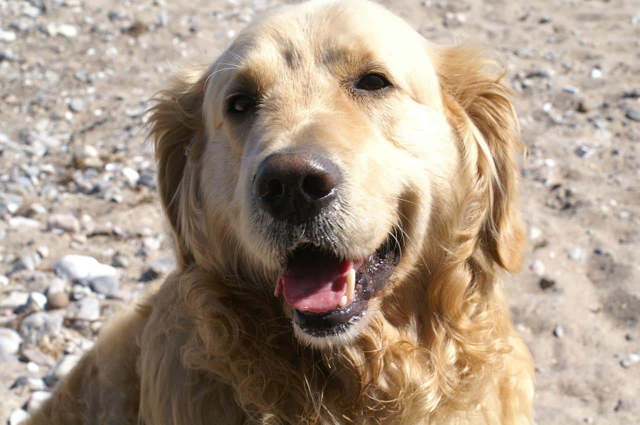 golden retriever, dog, labrador