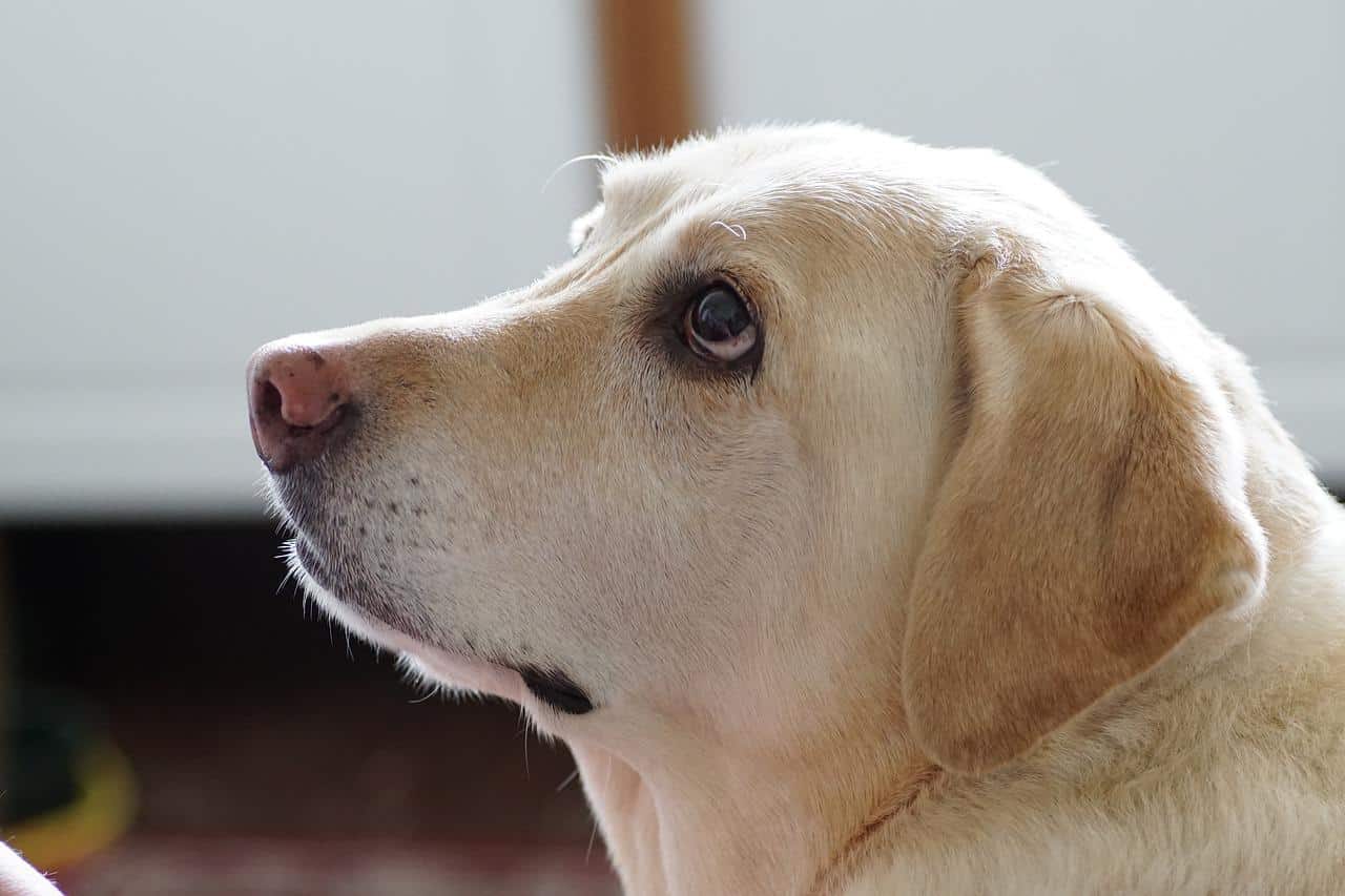 labrador, the dog, look