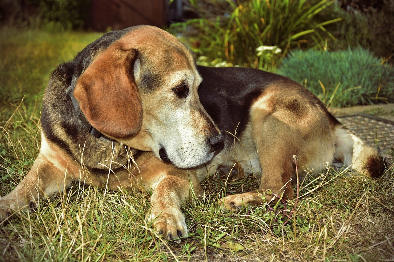 dog, animal, dog portrait