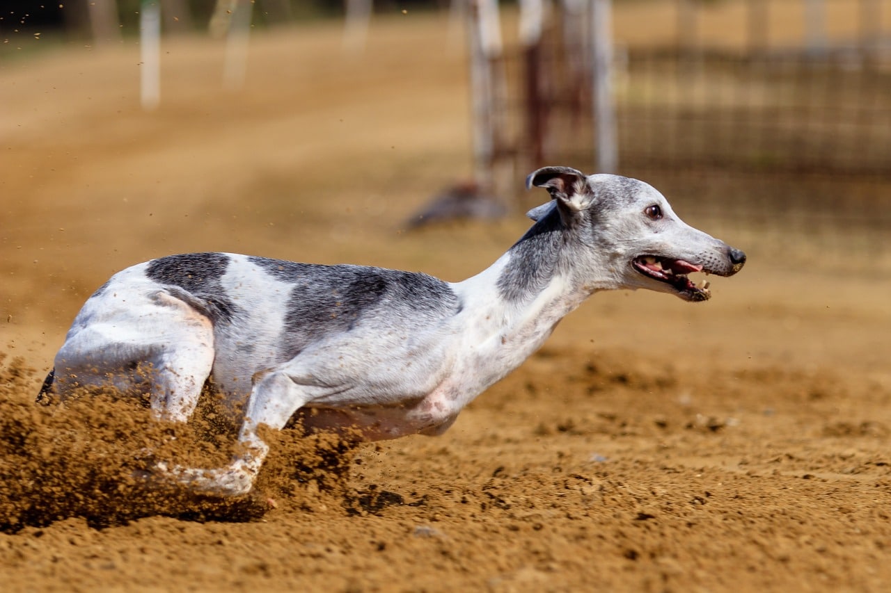 dog, greyhound, domestic animal