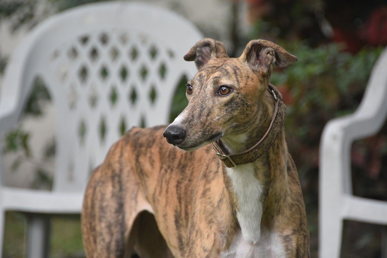 greyhound, sight hound, dog