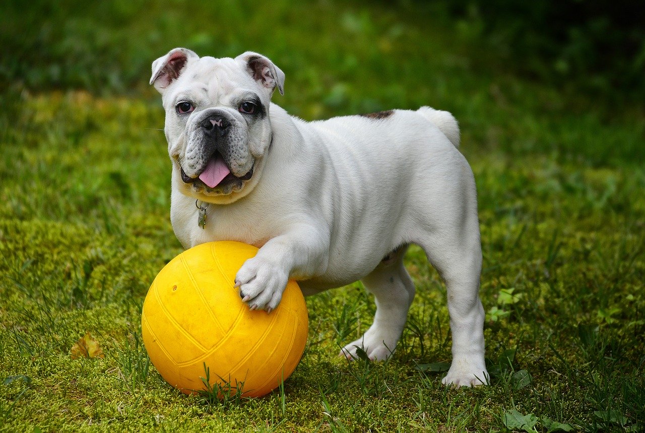 english bulldog, bulldog, dog