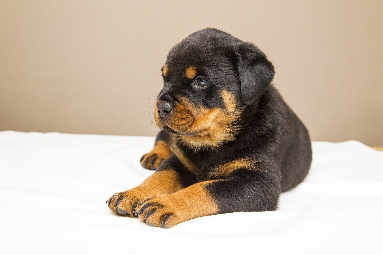 rottweiler, puppy, sweet