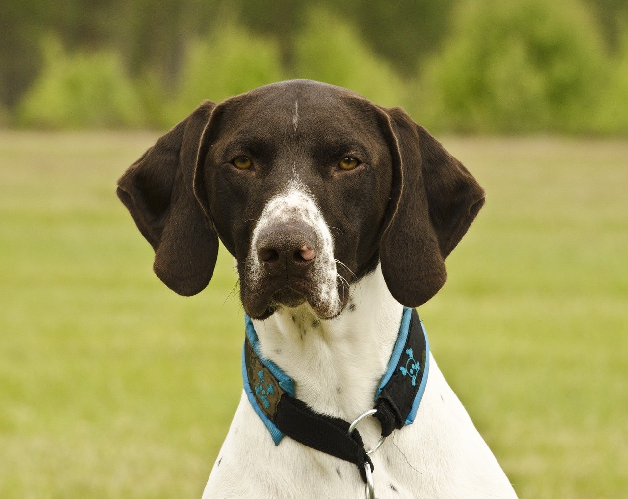 short haired german shorthaired pointer, dog, hunting dog