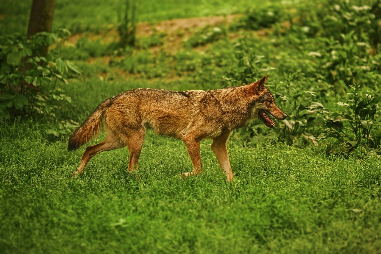 dog, animal, german sheperd