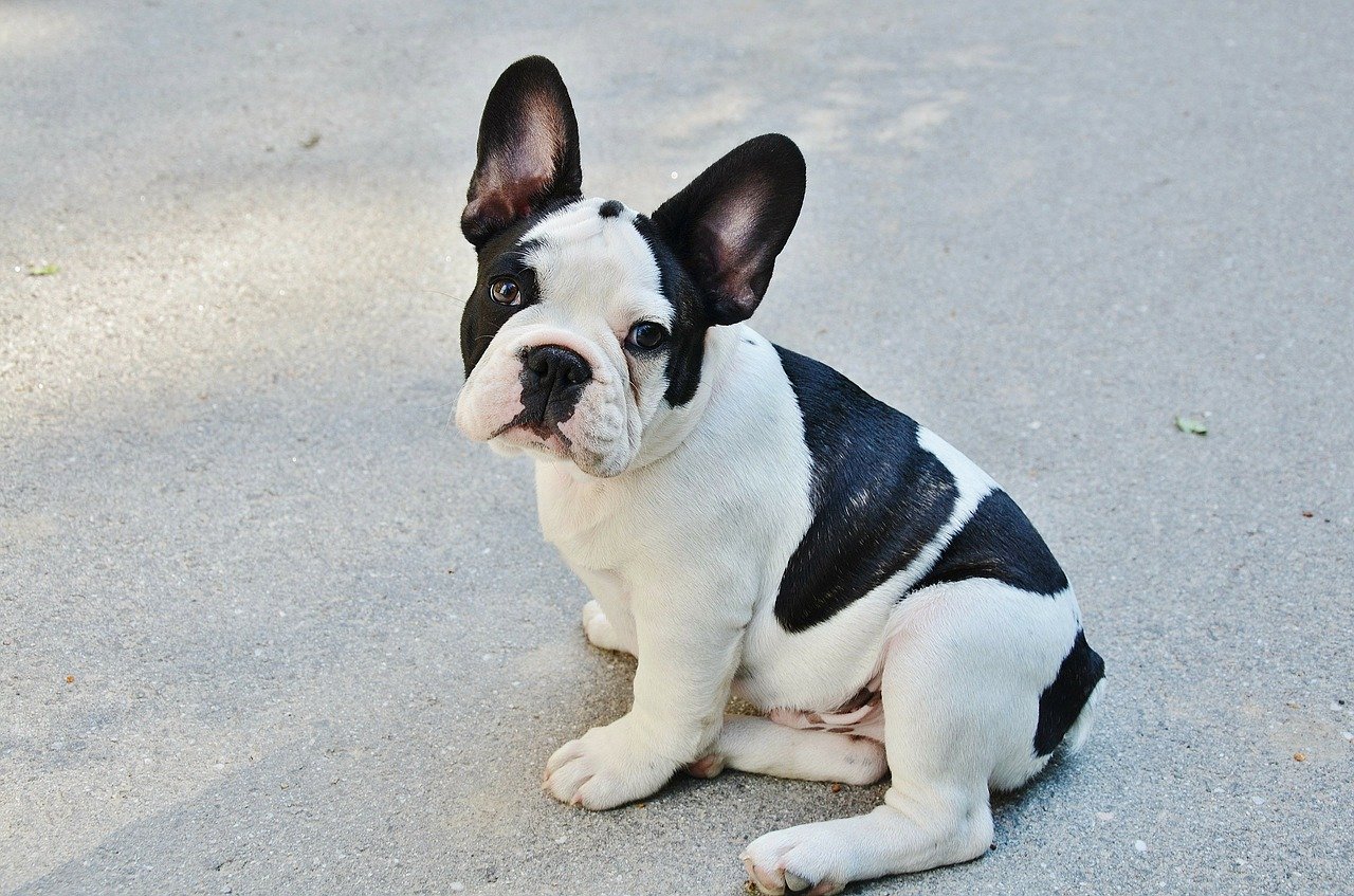 french bulldog, dog, puppy