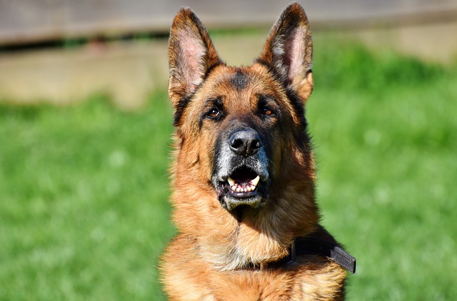 schäfer dog, german shepherd, old german shepherd dog