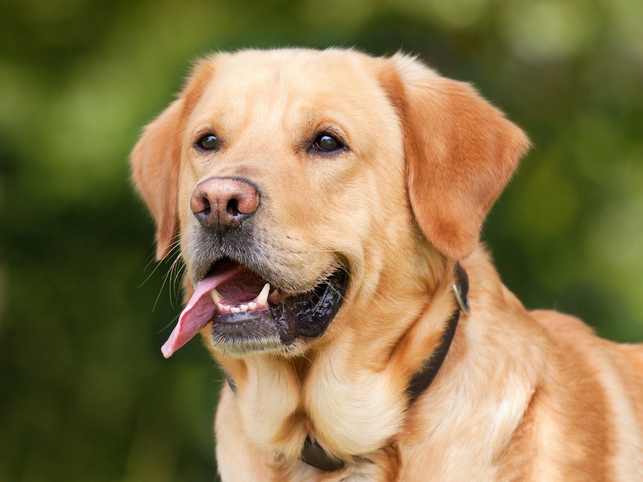 dog, labrador, light brown