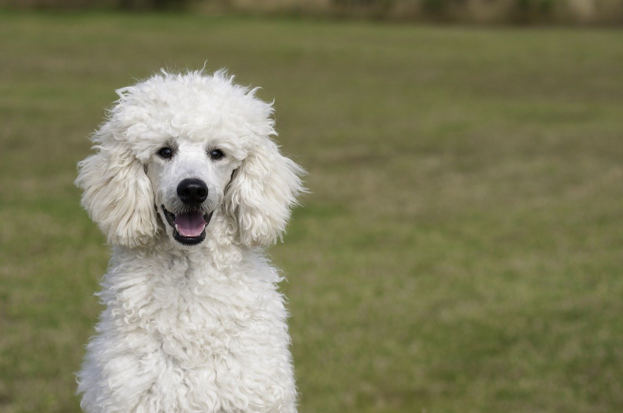 poodle, the poodle, dog